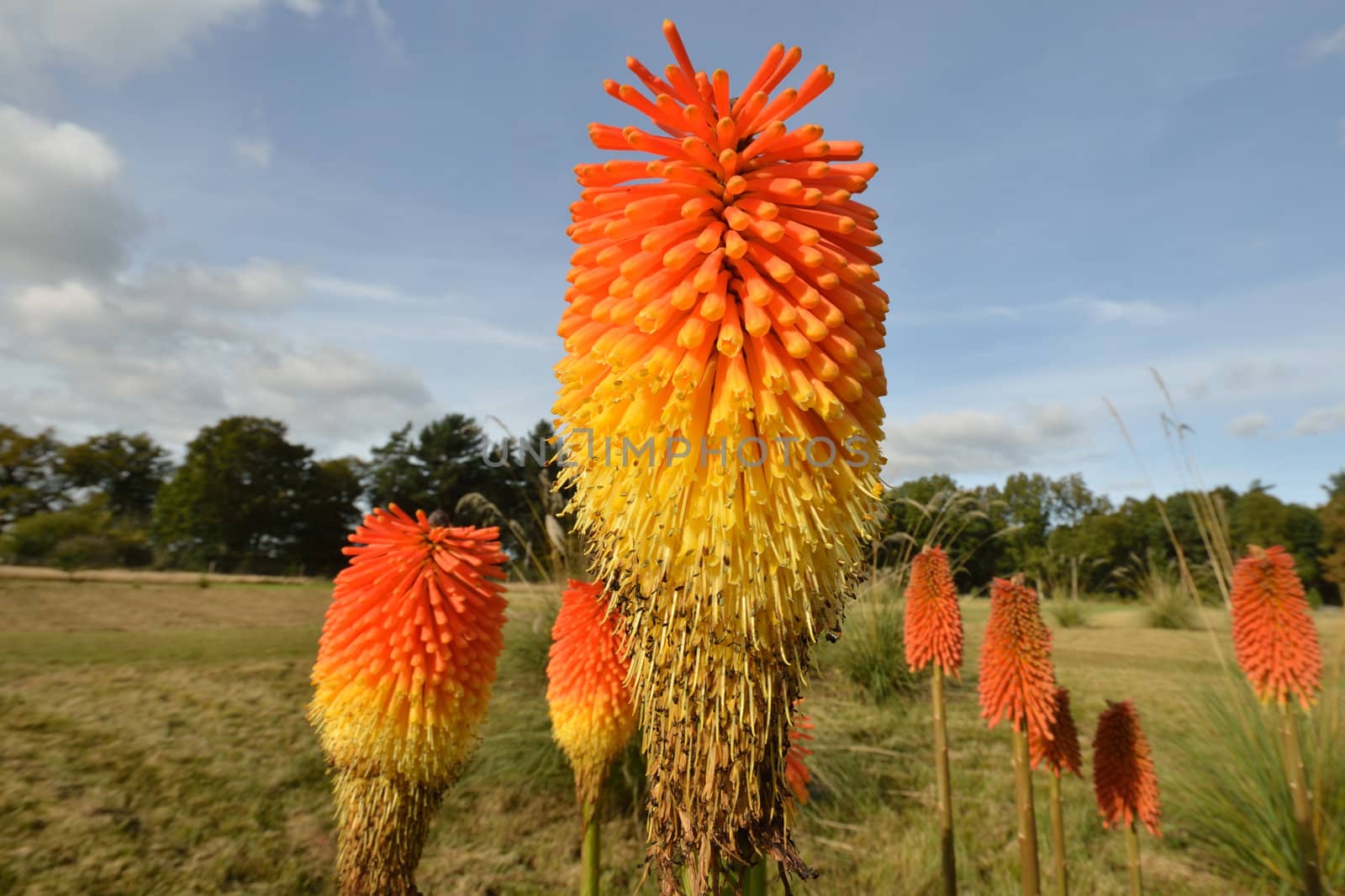 red hot pokers by pauws99