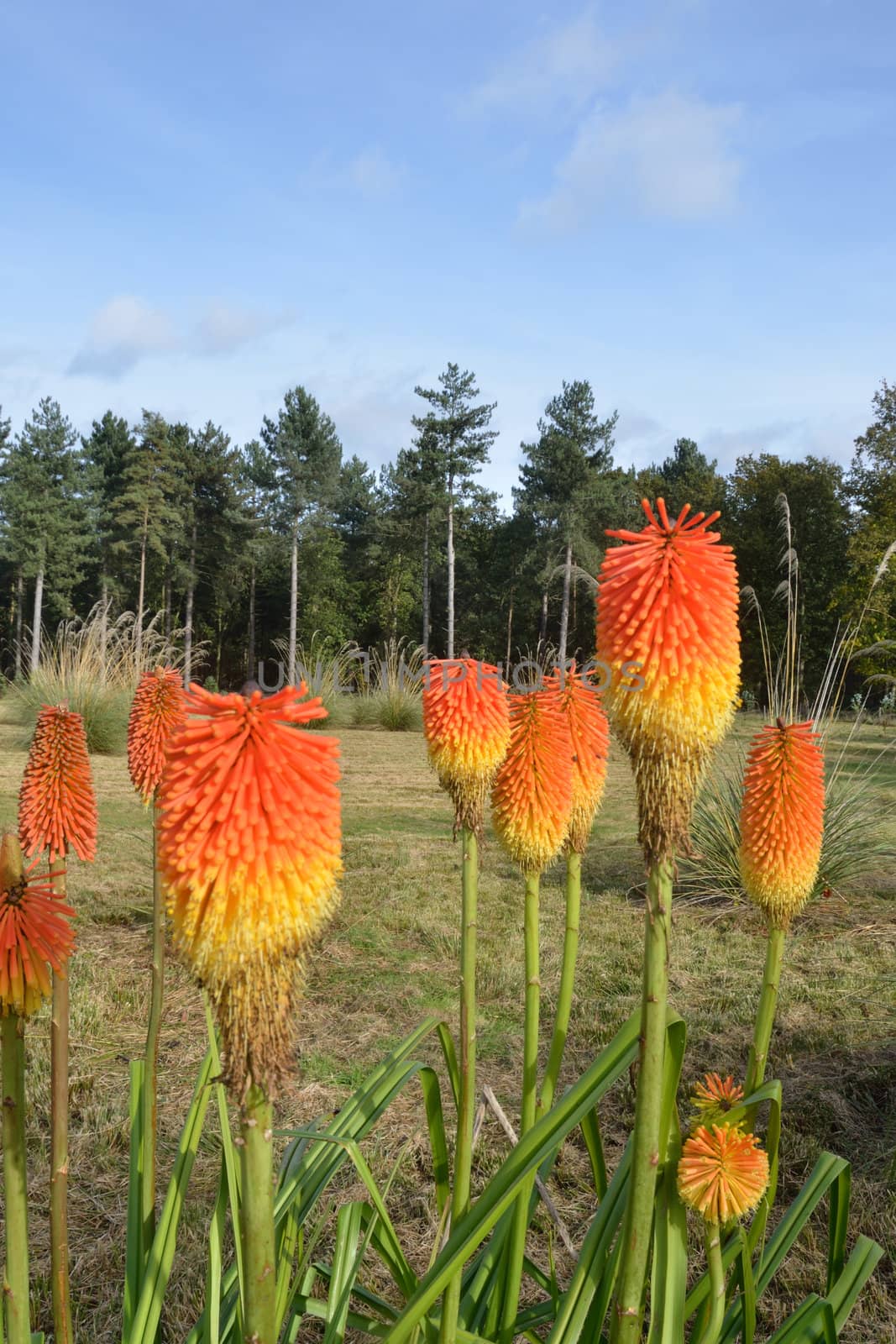 group of red hot pokers