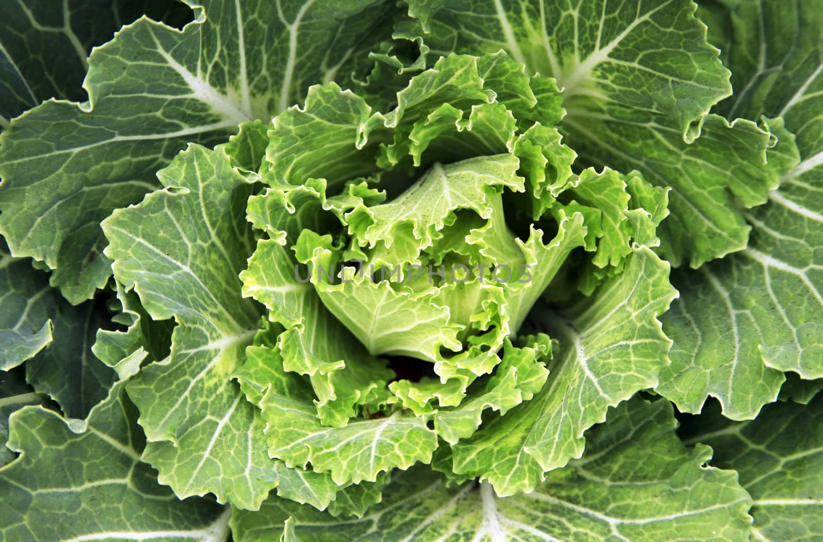 Fresh green Lettuce salad background