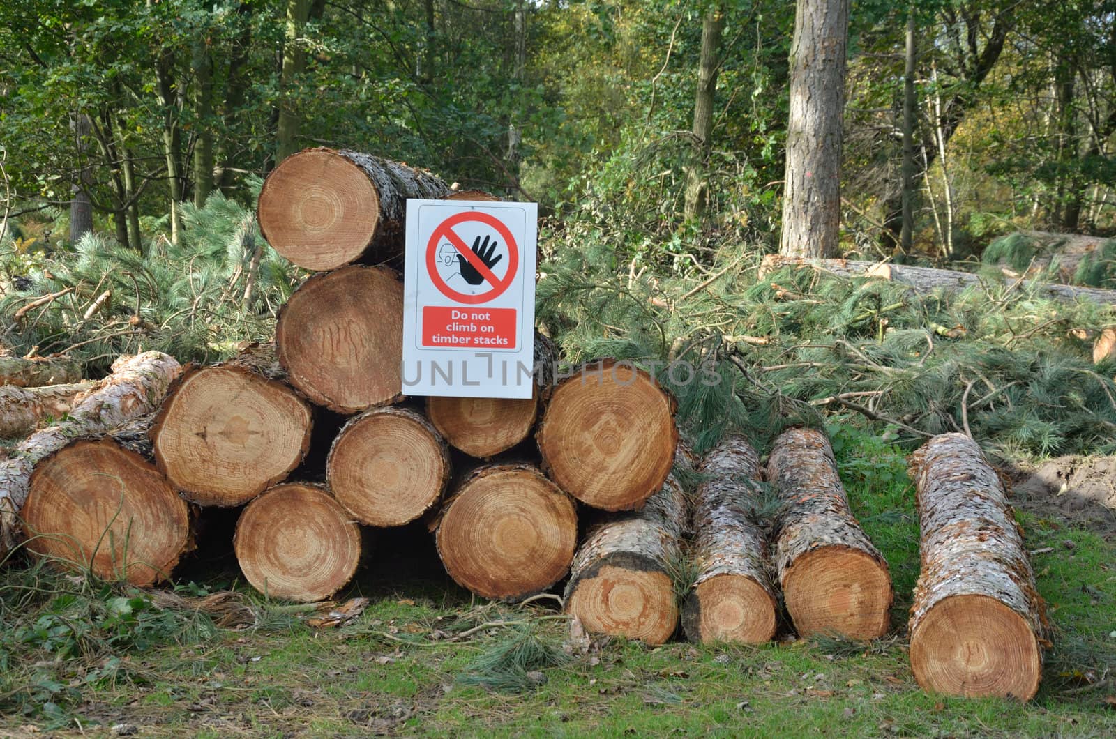 no climbing on wood stack