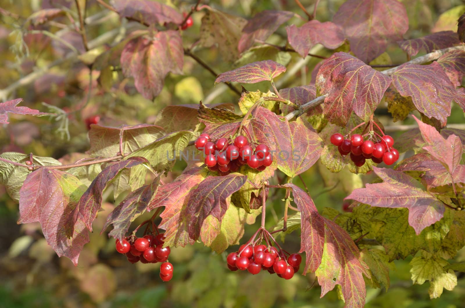 bunches of berries in autumn by pauws99