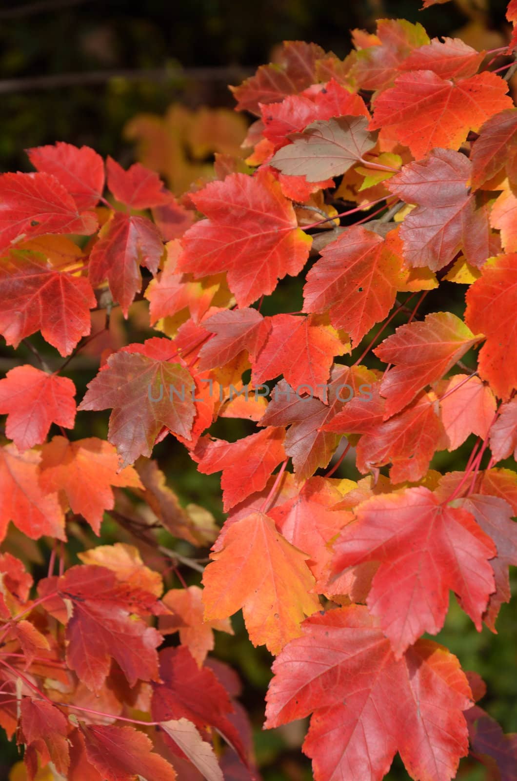 Red autumn leaves in close