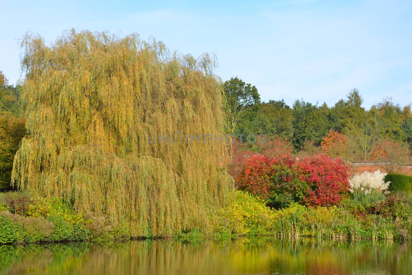 side of pond in autumn