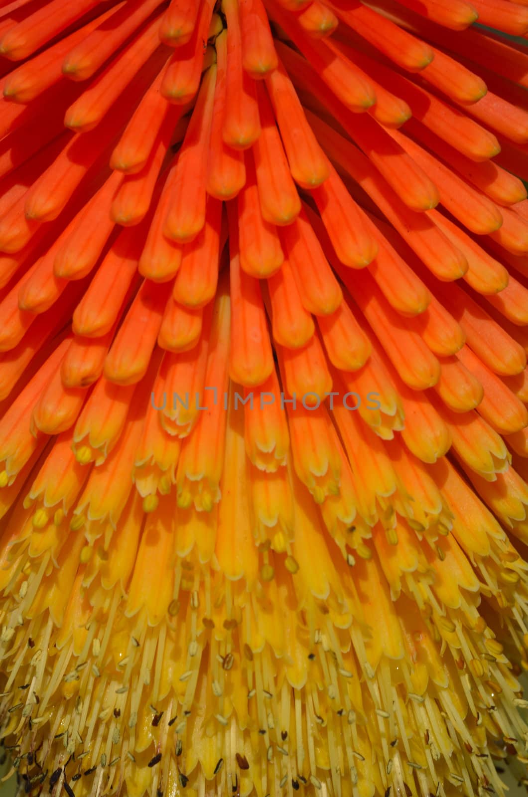 Detail of red hot poker by pauws99