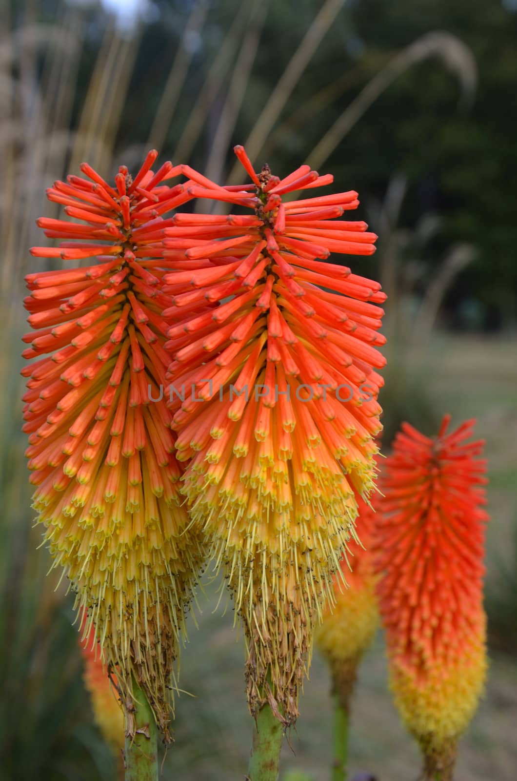 red hot pokers in close up by pauws99