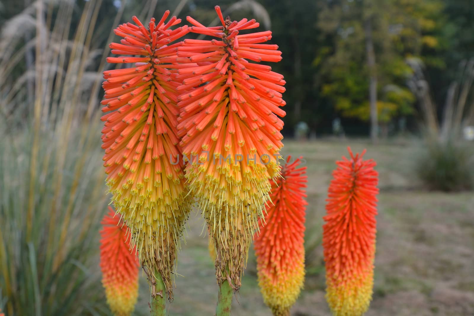 Red hot pokers in group by pauws99