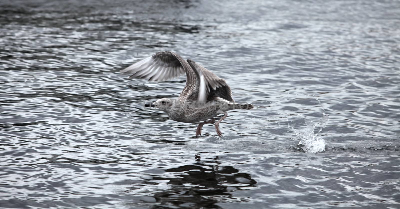 the gray seagull the flying low over the water