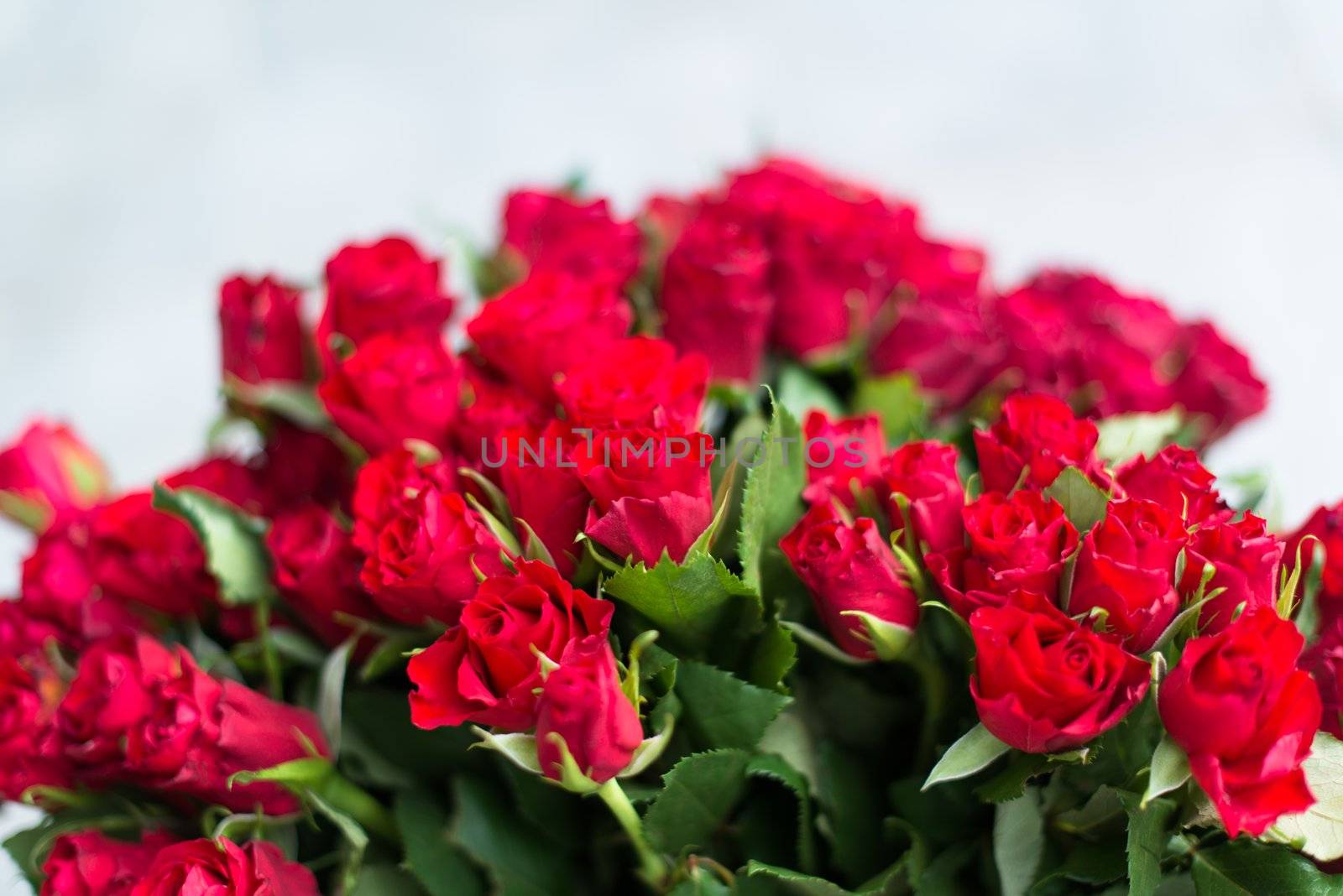 bouquet of red roses shot in shallow DOF