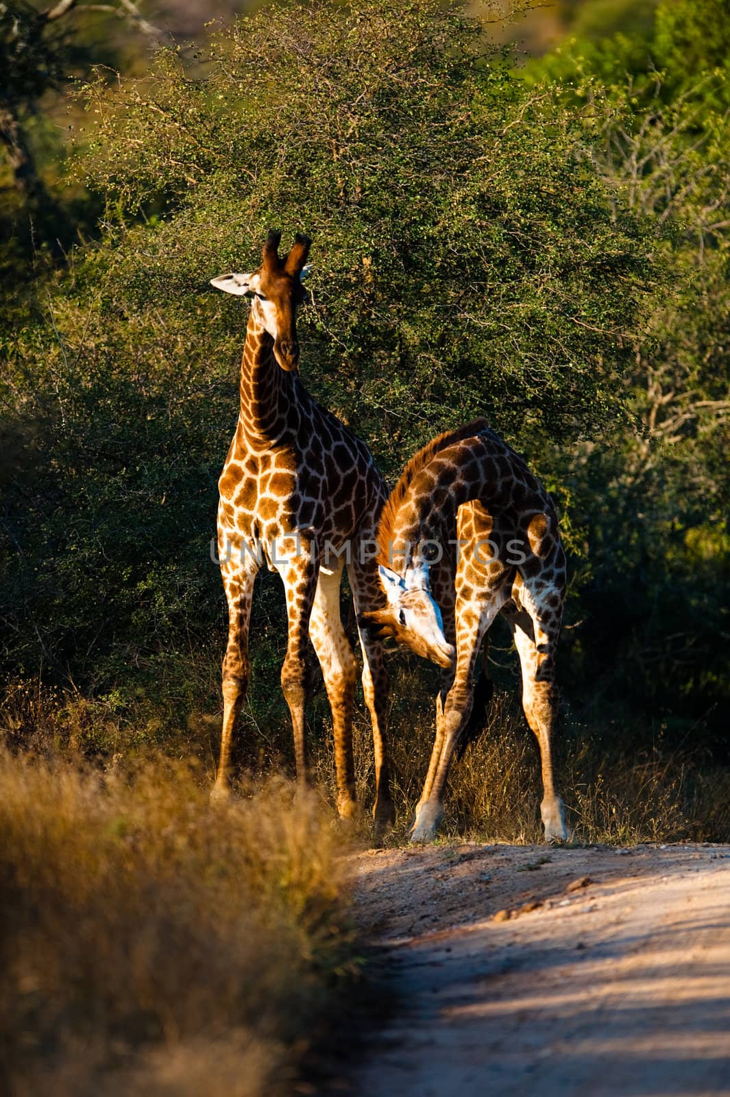 Giraffes by edan