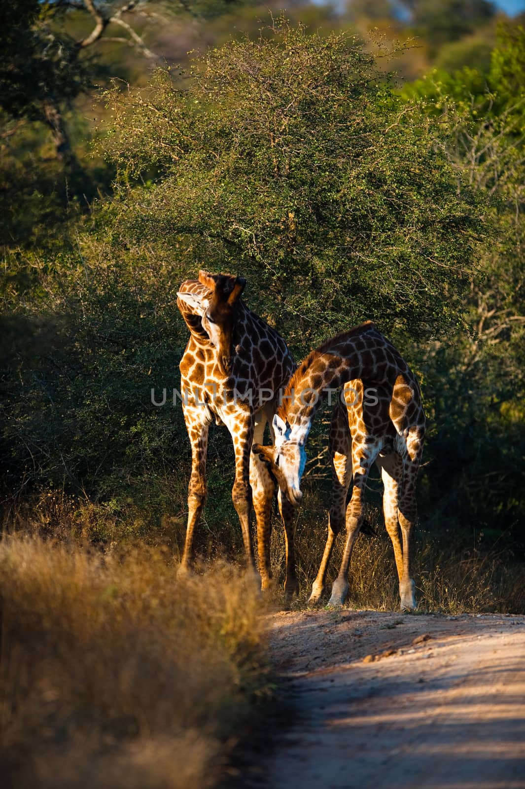 Two giraffes (Giraffa camelopardalis) walking, South Africa