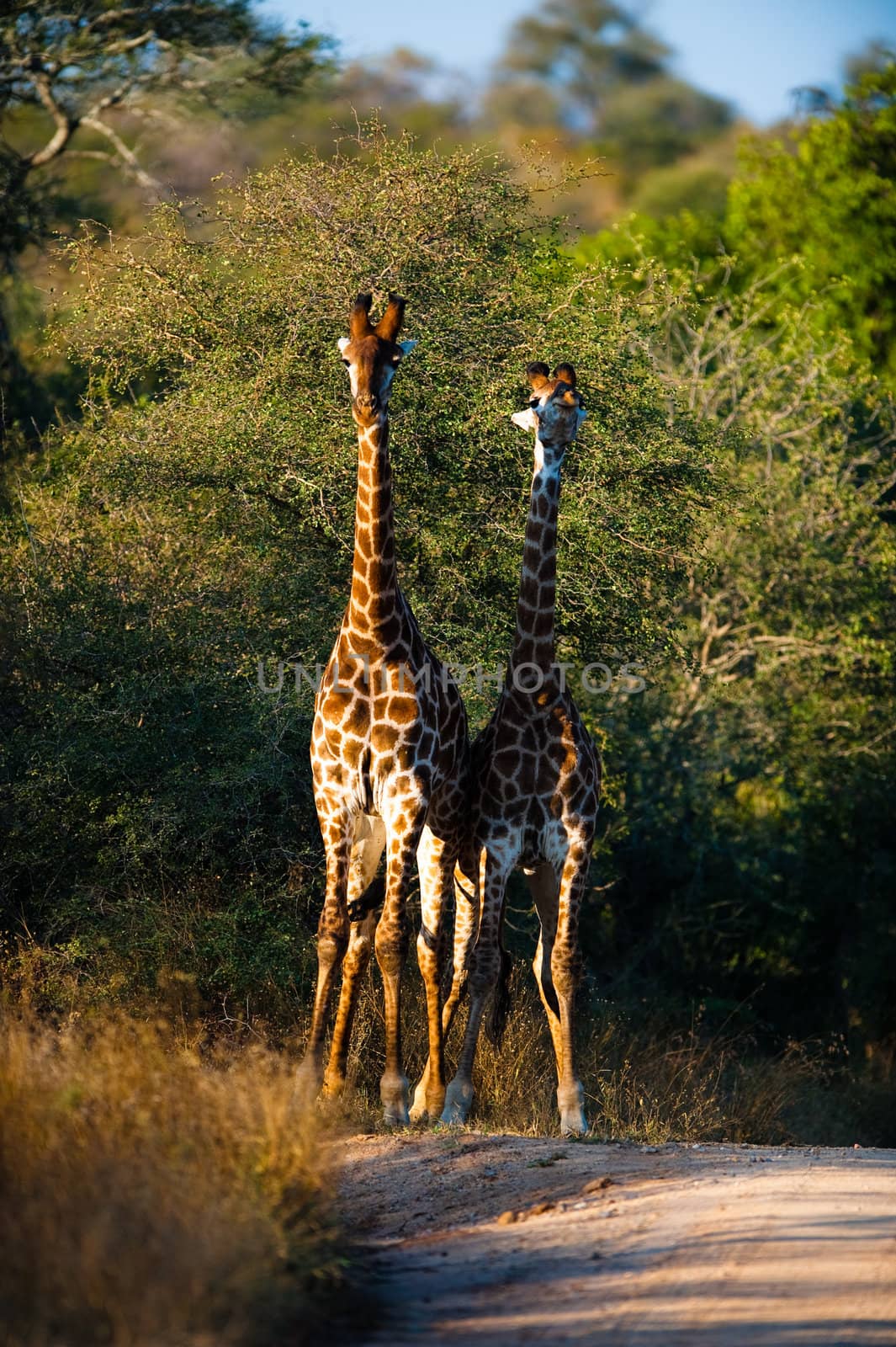 Two giraffes (Giraffa camelopardalis) near Kruger National Park