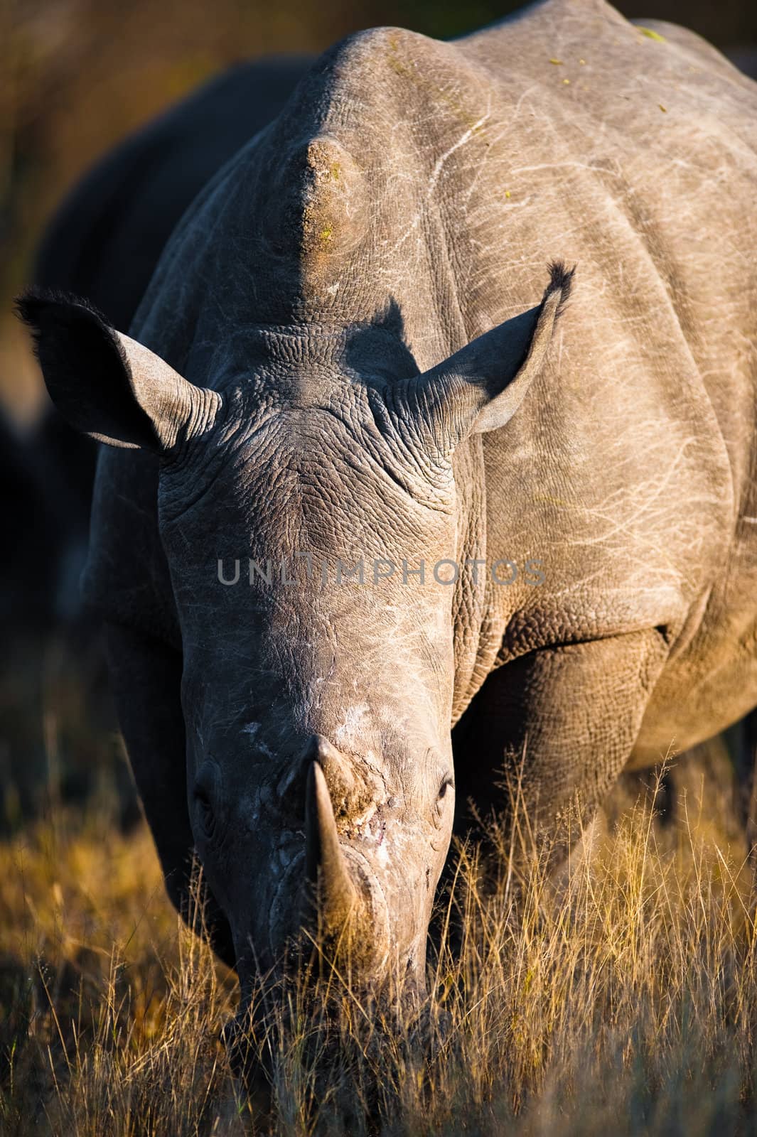 A southern white rhinoceros (Ceratotherium simum simum) grazing