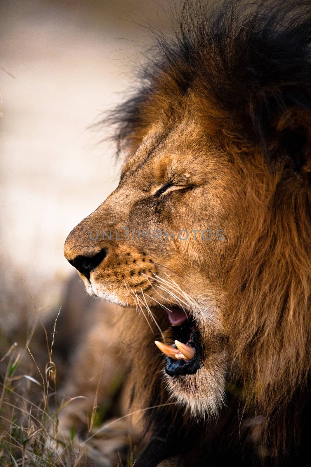 Yawning lion by edan