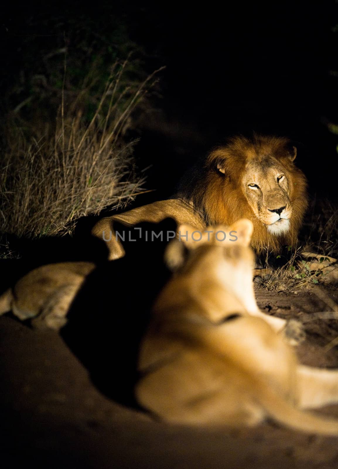 Lions (Leo panthera) at night, Kruger National Park