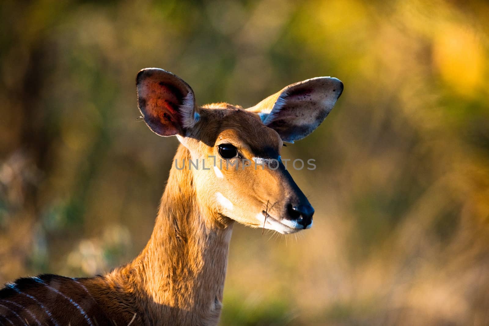 Nyala (Tragelaphus angasii) ewe near Kruger National Park