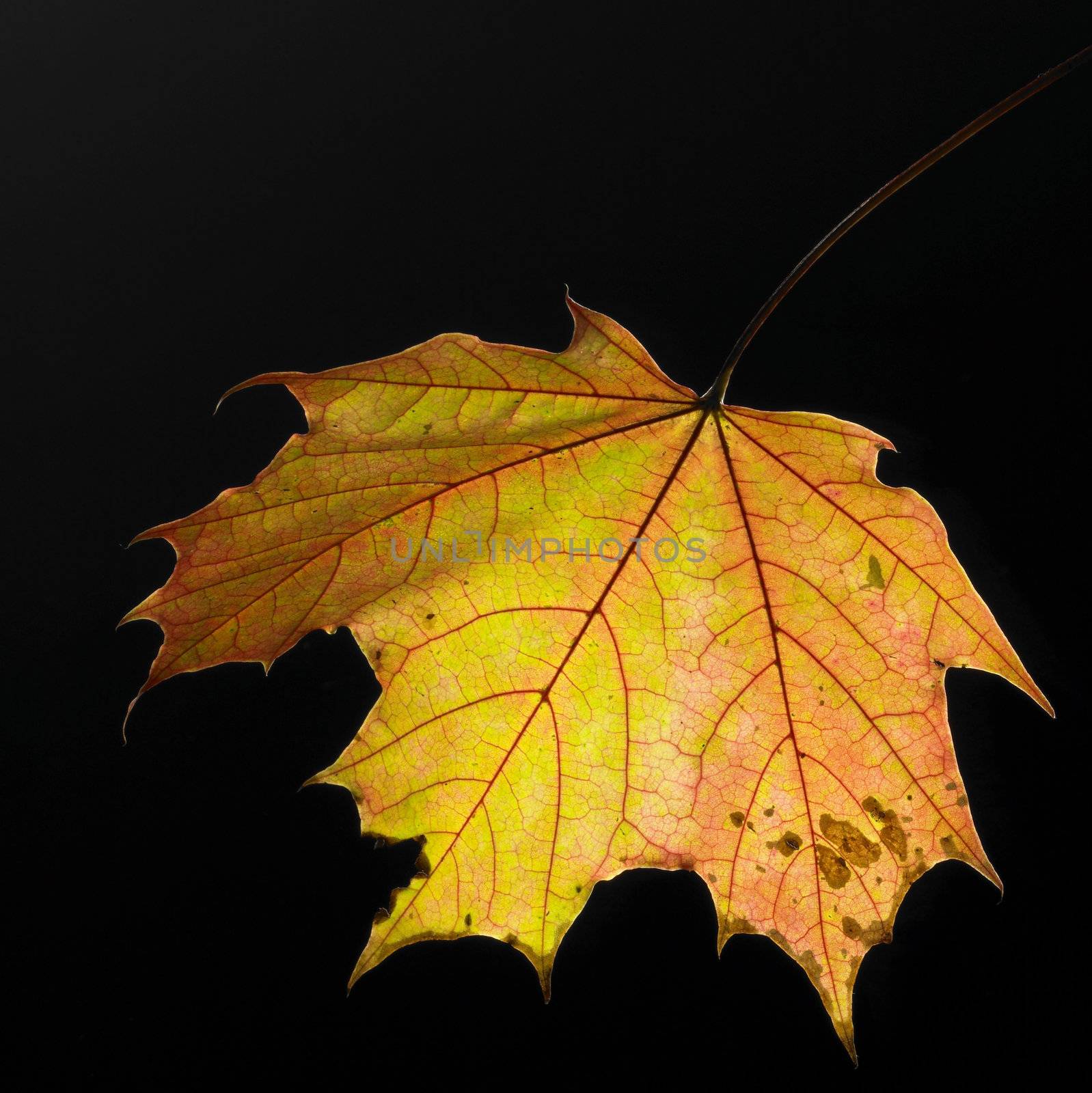 studio shot of a warm colored autumn leaf in gradient back