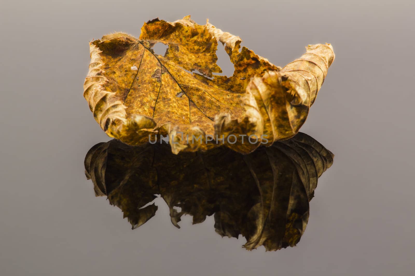 Dried linden leaf.