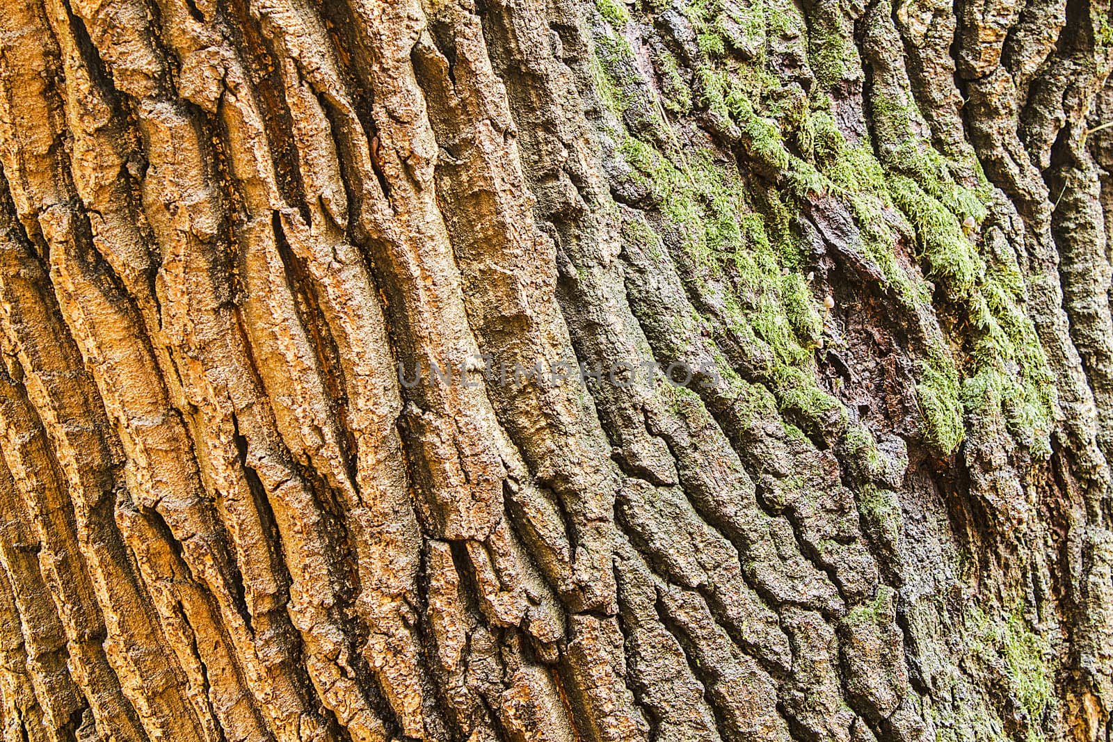 Tree bark by miso77