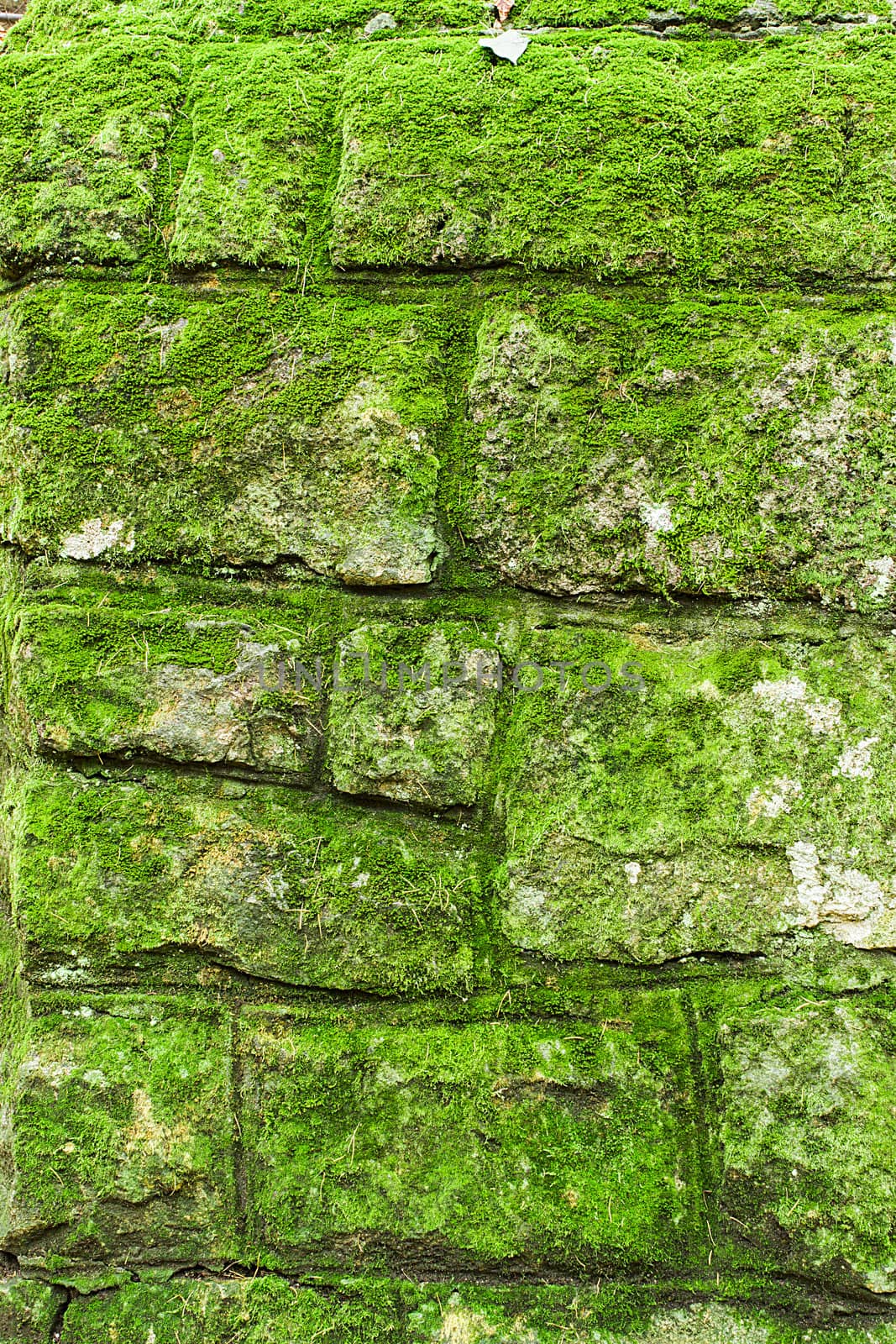 Ancient stone wall with green moss.
