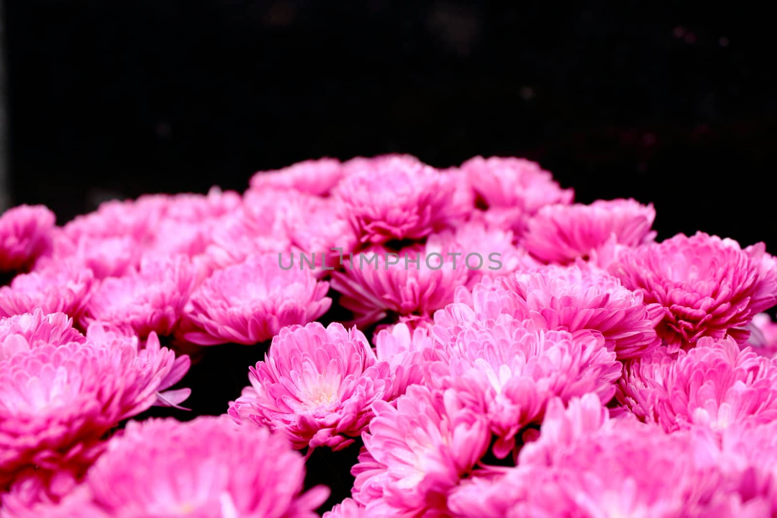 bouquet of beautiful pink chrysanthemum - the perfect gift