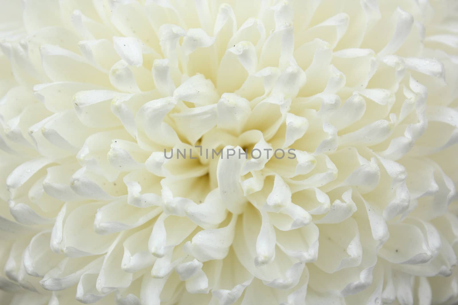 closeup of chrysanthemum petals at the heart of the flower