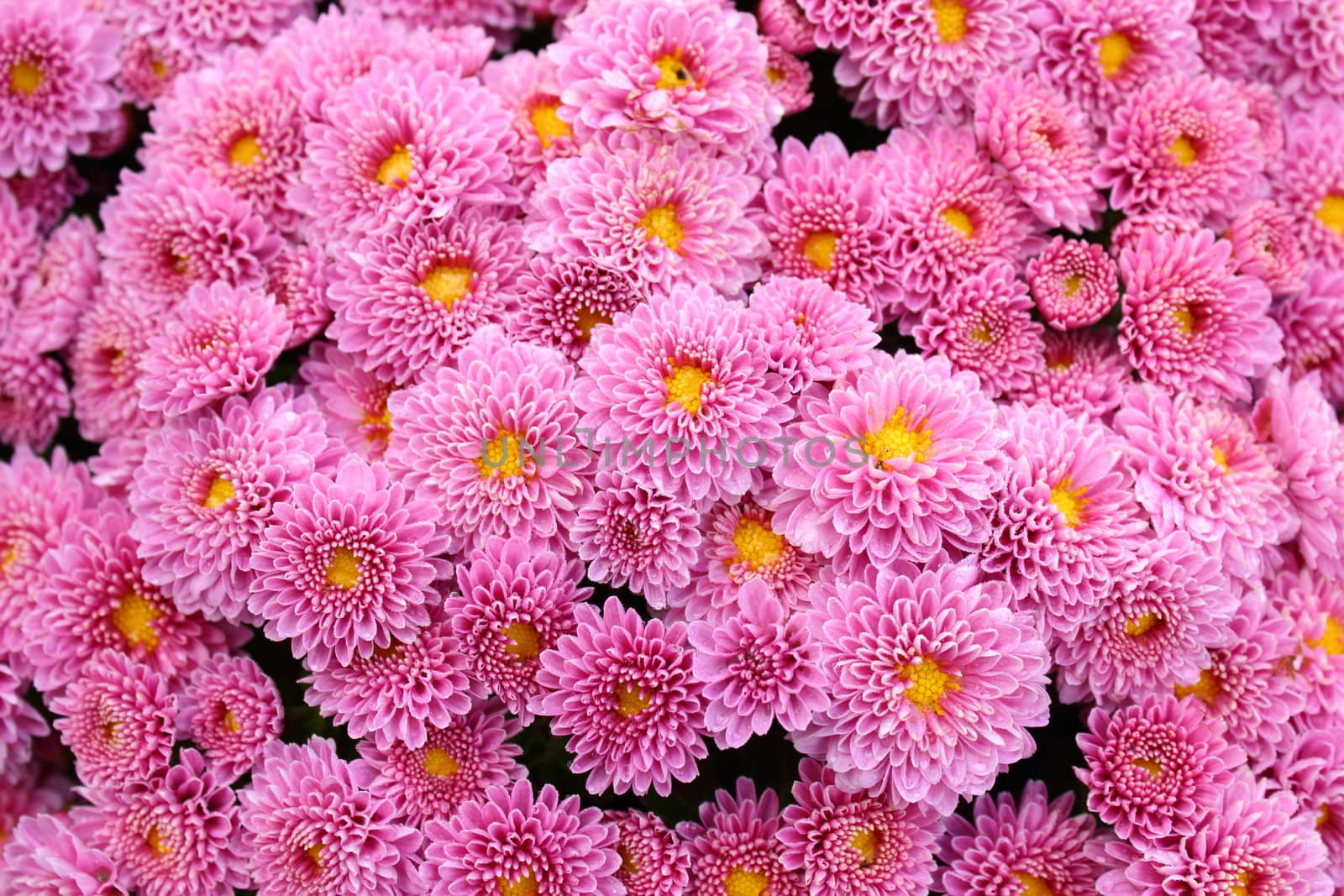 detail of bouquet of pink chrysanthemum