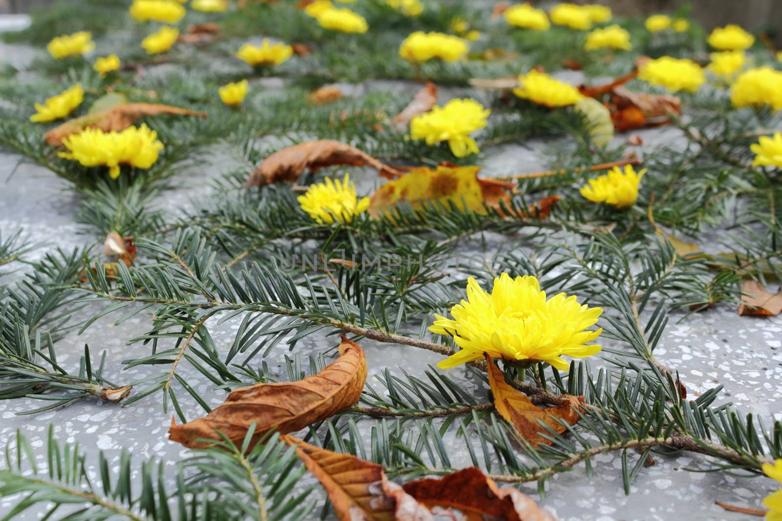 yellow chrysanthemum on a grave by taviphoto