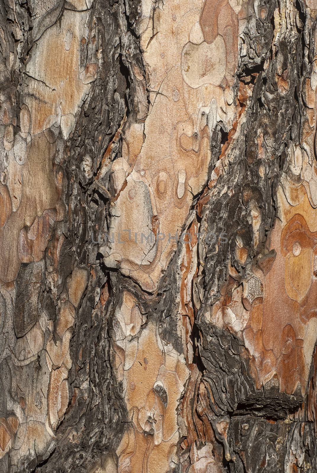 Old spruce tree bark closeup as background