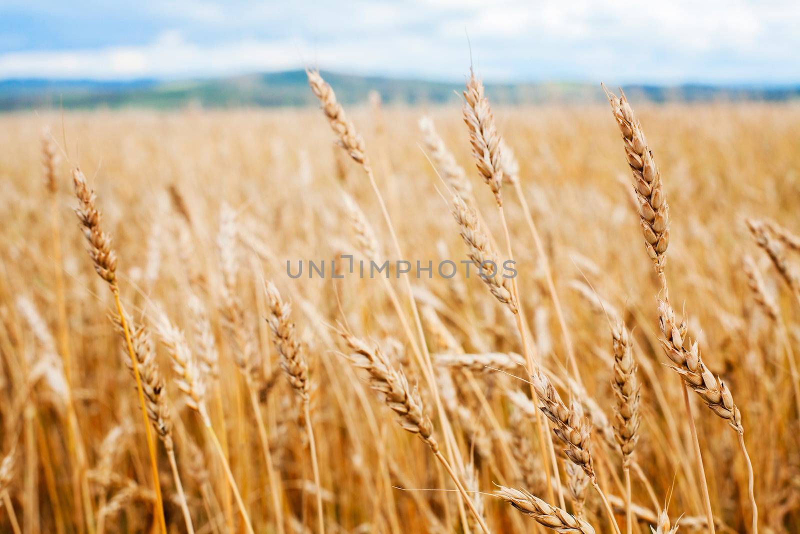 Wheat field by anelina