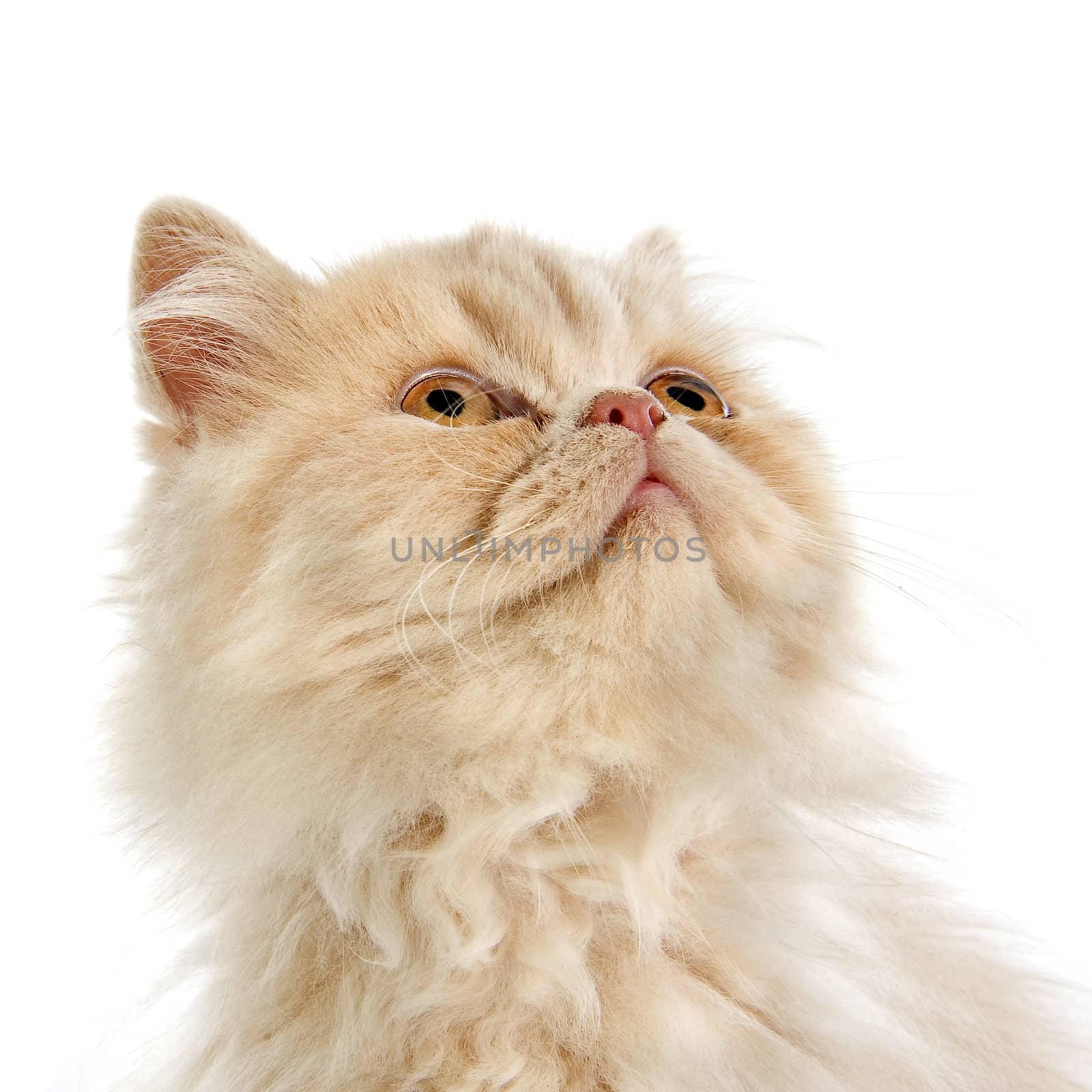 head of persian kitten in front of a white background