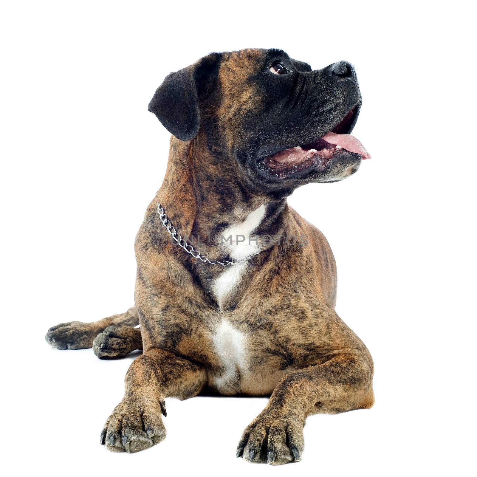 purebred boxer lying down in front of a white background