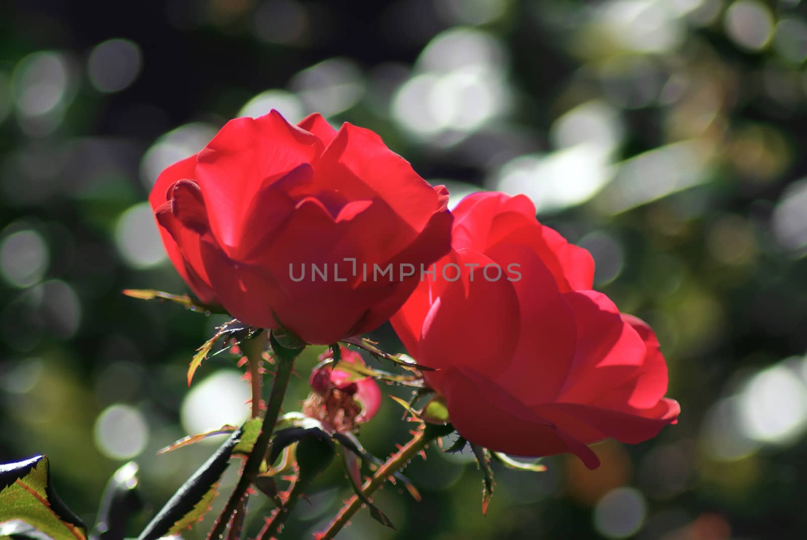 two red roses by digidreamgrafix