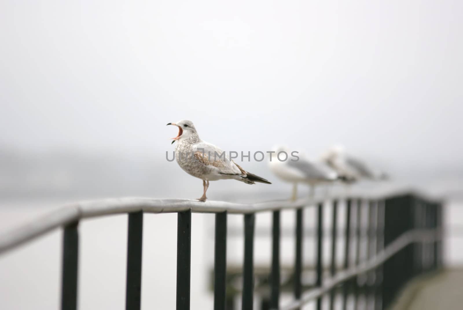 screaming seagull