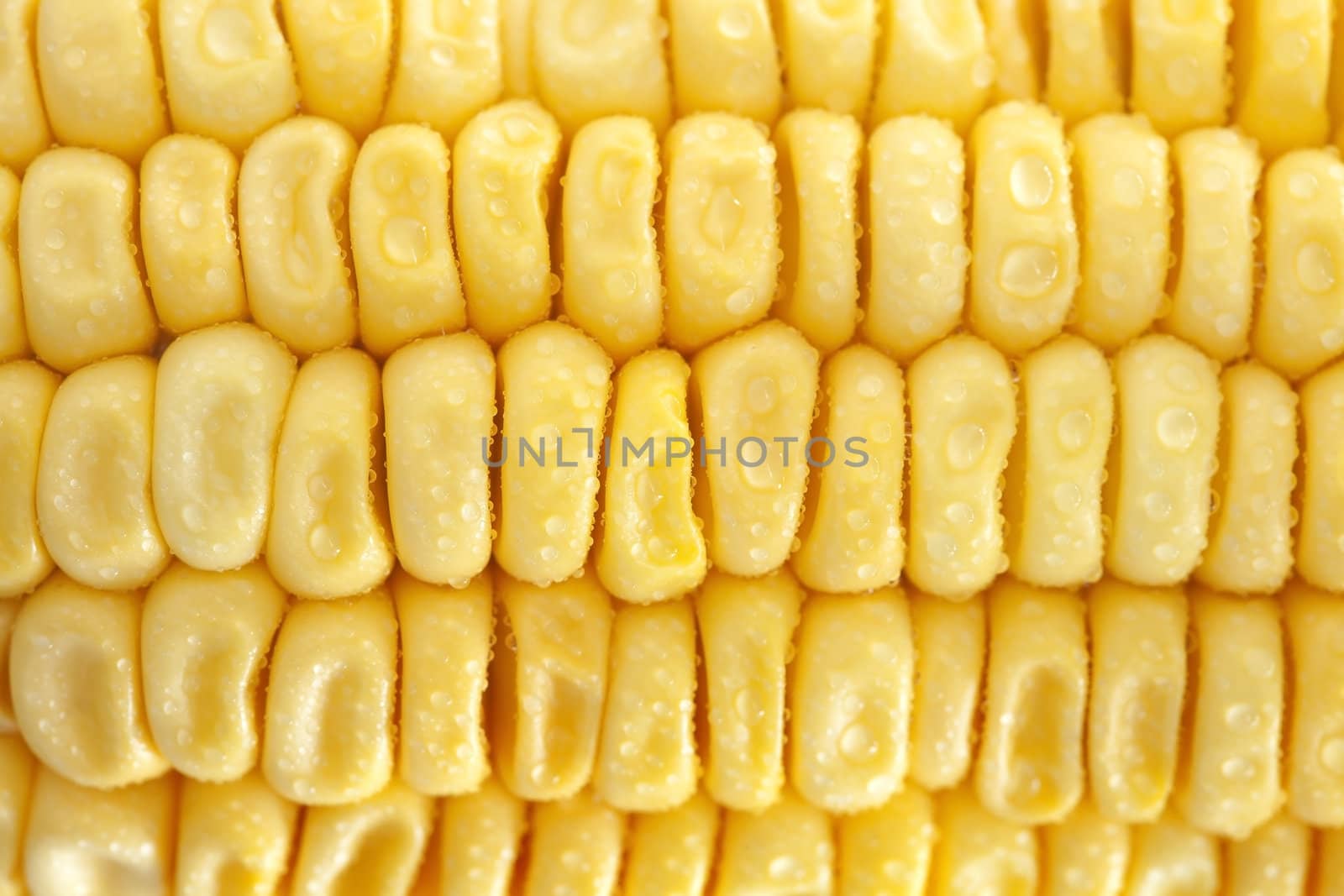 Fresh corn closeup
