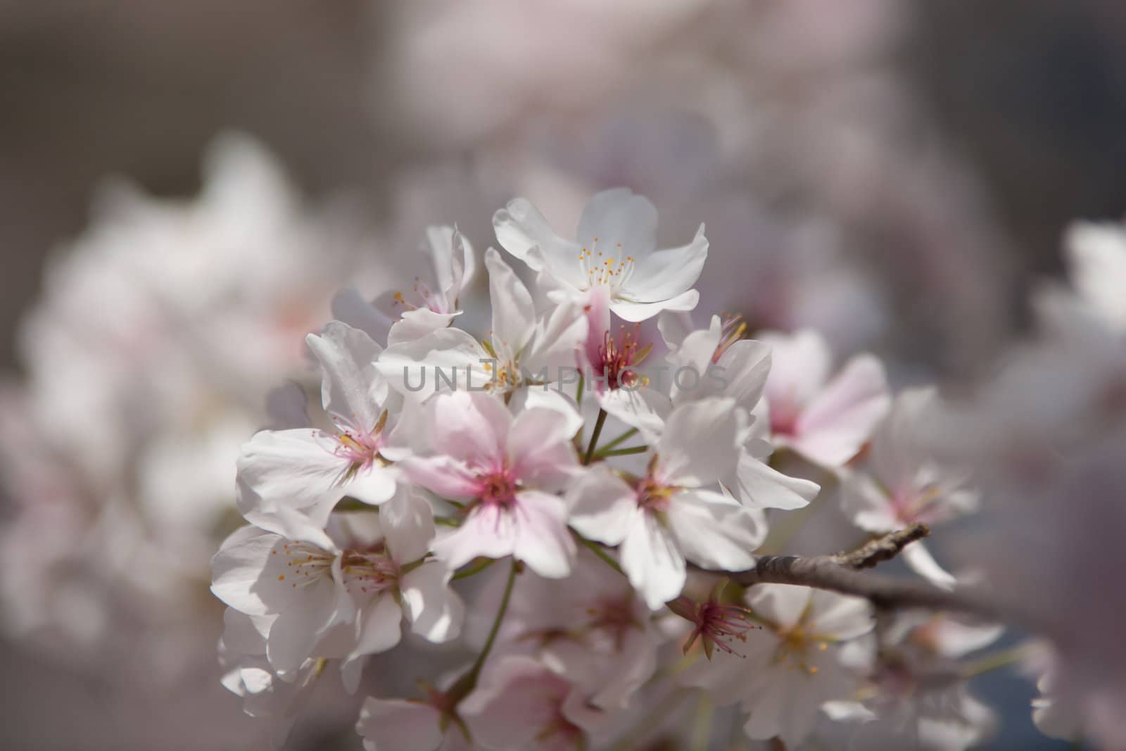 spring bloom by digidreamgrafix