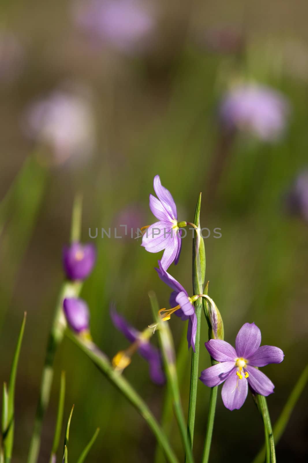 purple snowdrop flowers by digidreamgrafix