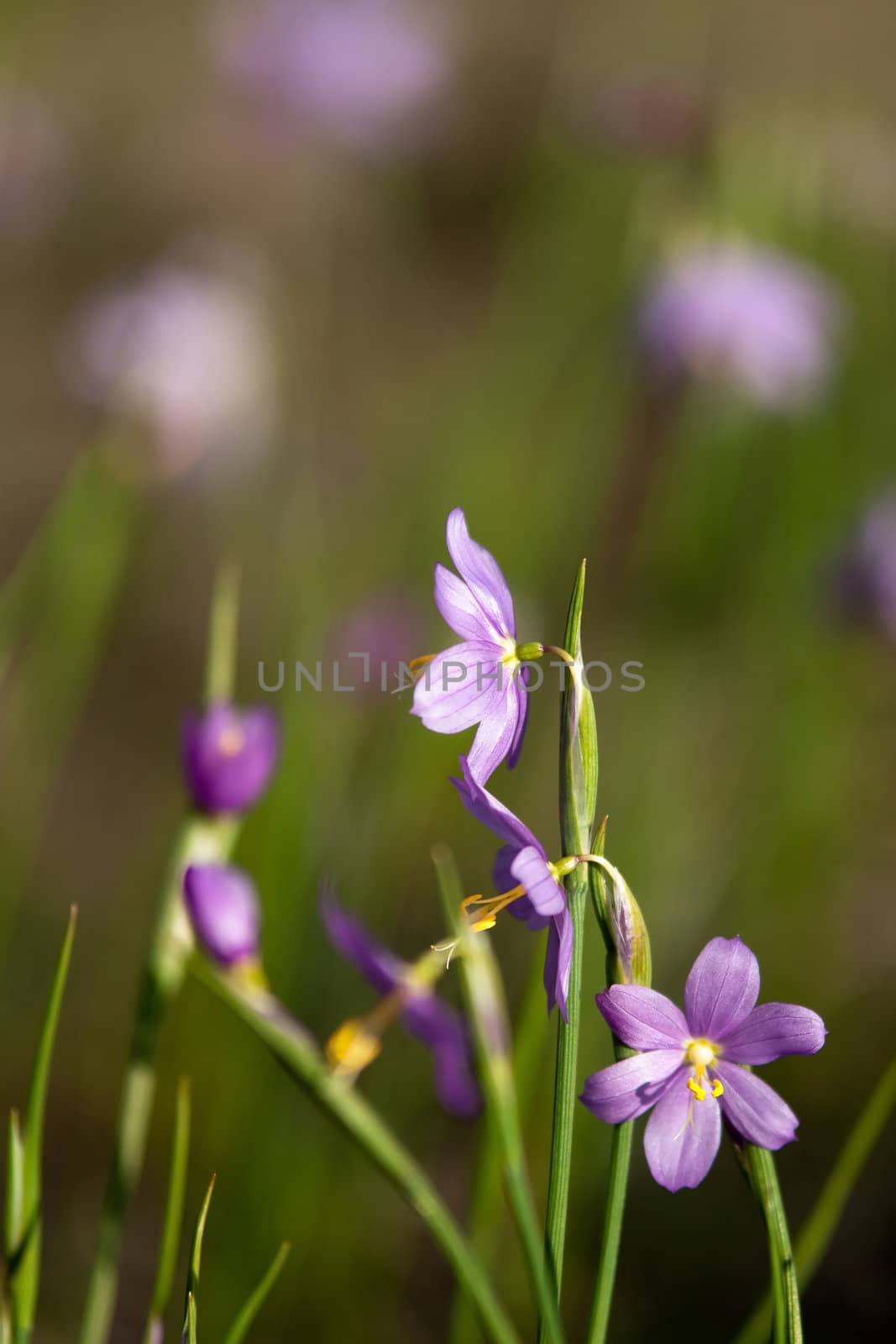 purple waterdrops flowers