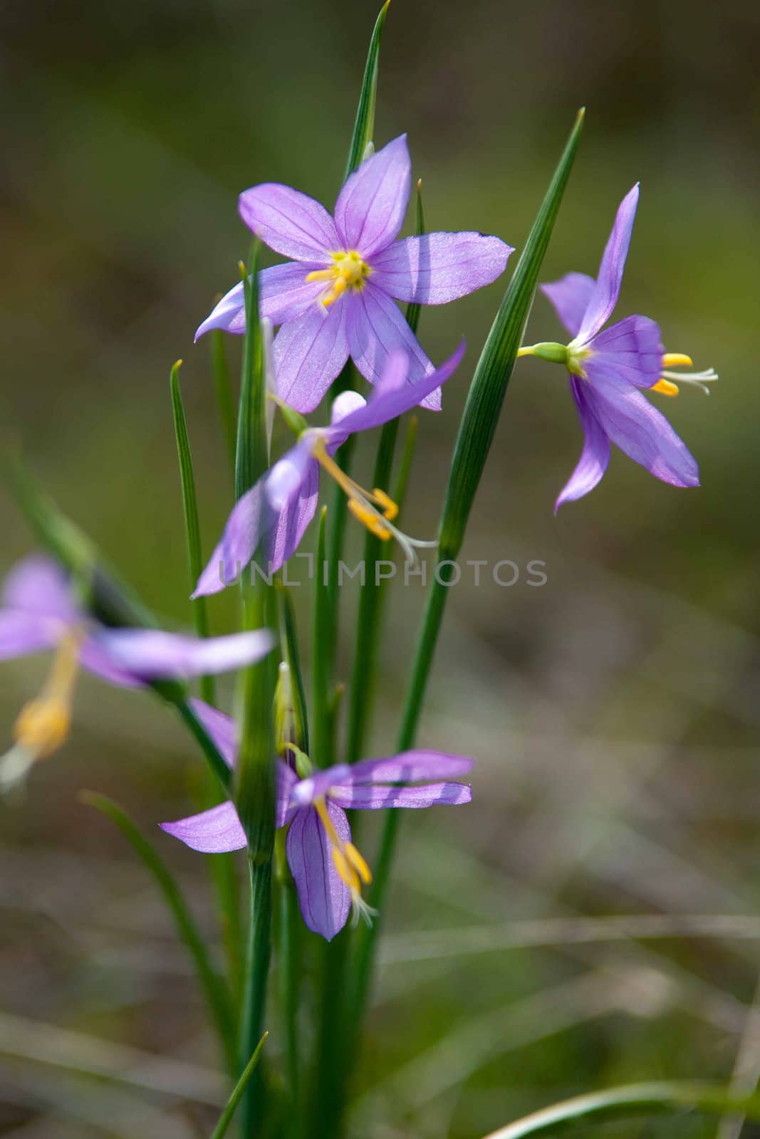 purple snowdrop flowers by digidreamgrafix