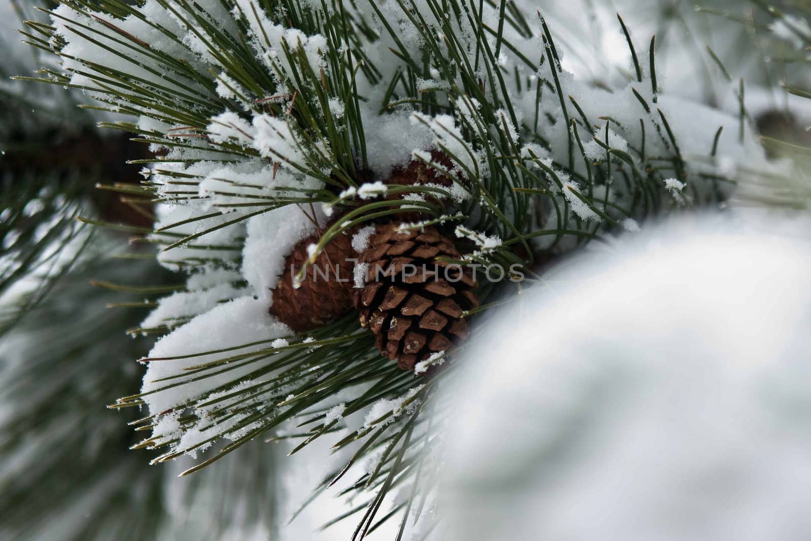 pine cone snow