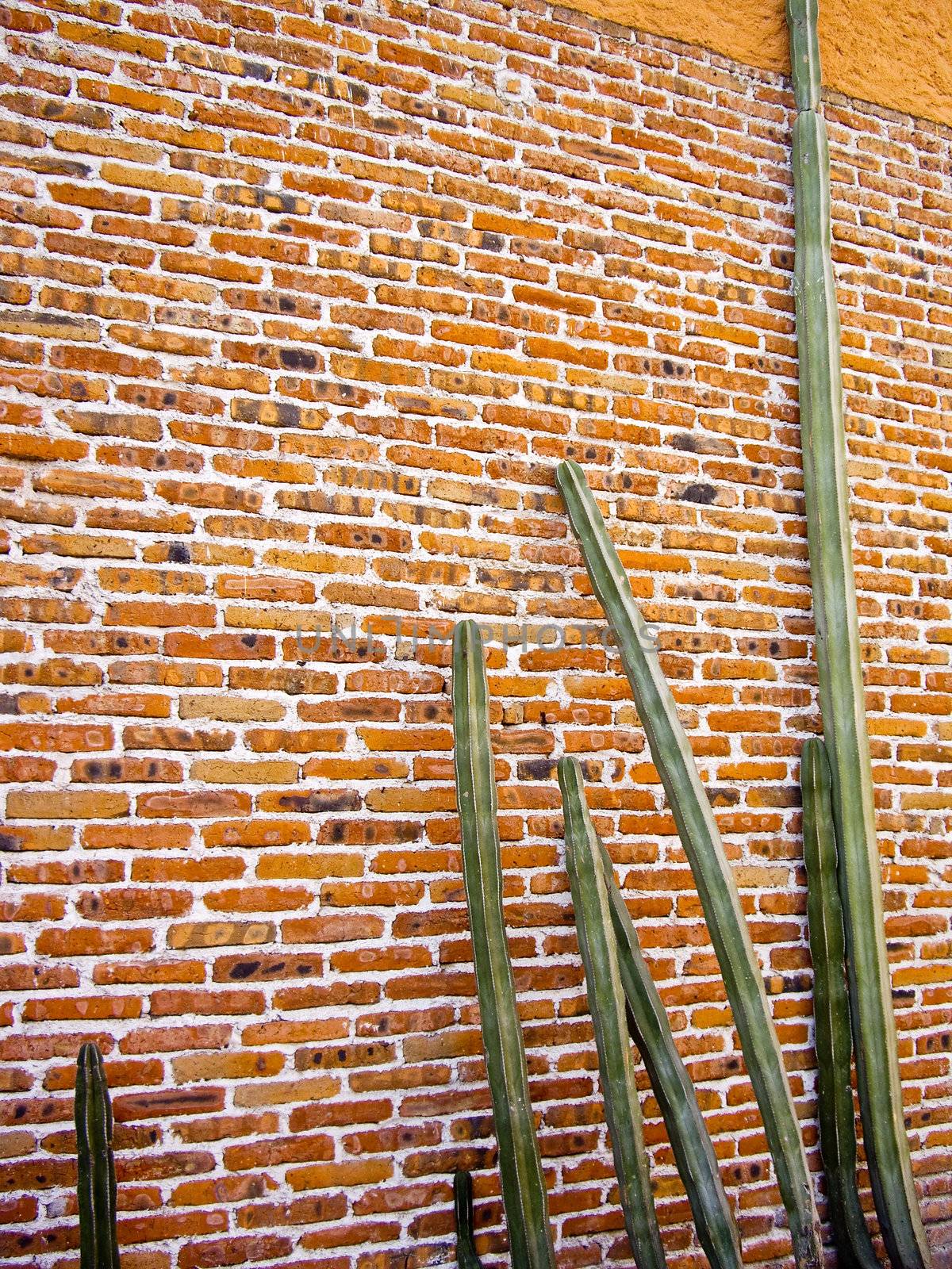 Tall Cacti against an old brick wall  by emattil