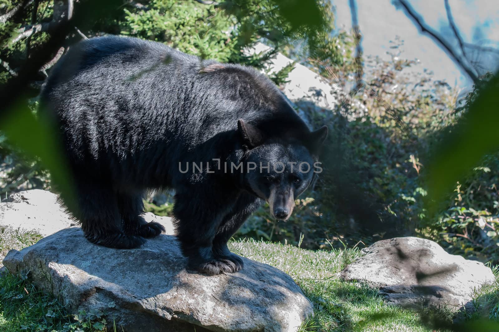 black bear by digidreamgrafix