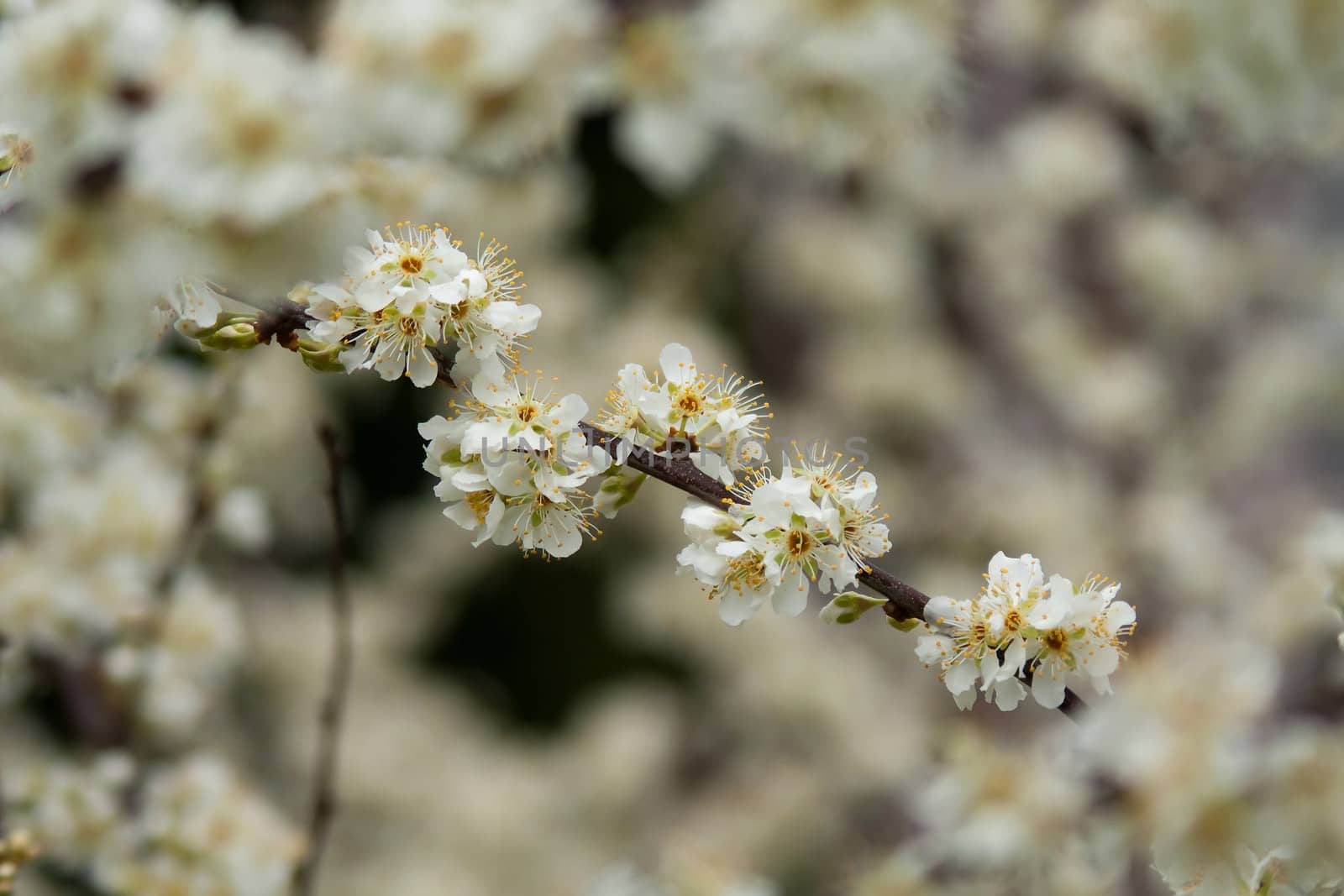 spring bloom by digidreamgrafix