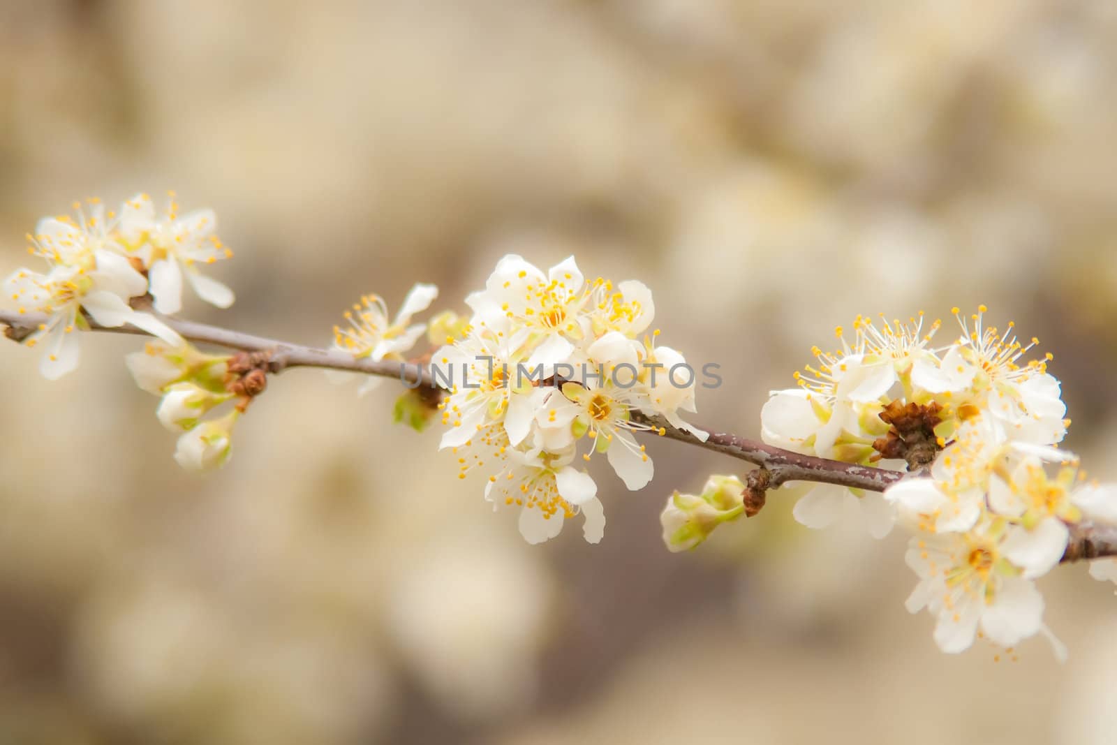 spring bloom