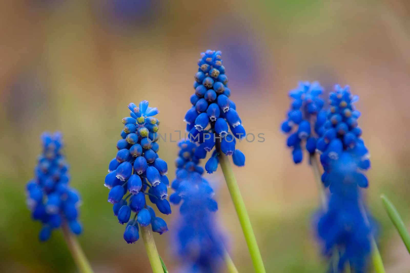 blue hyacinth by digidreamgrafix