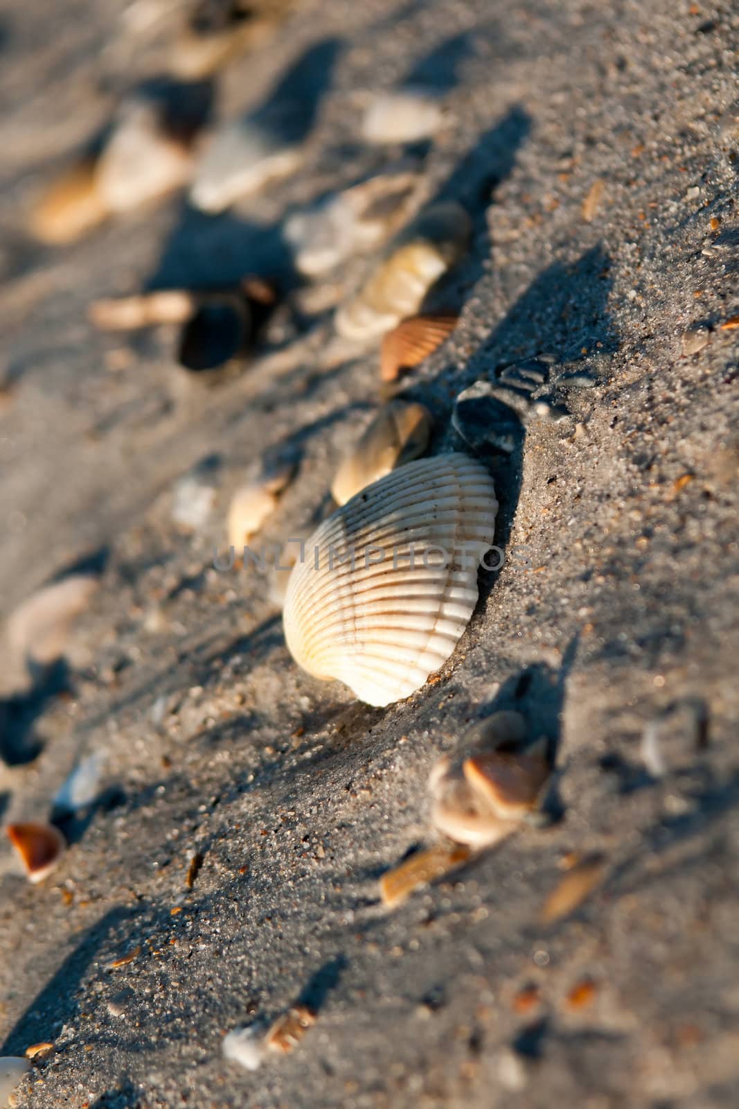 seashells by digidreamgrafix