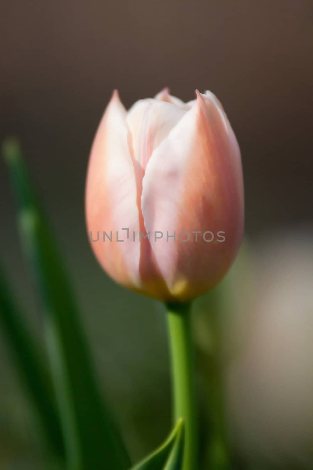 pink tulip by digidreamgrafix