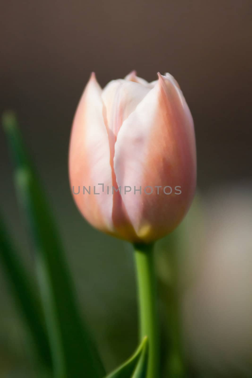 pink tulip