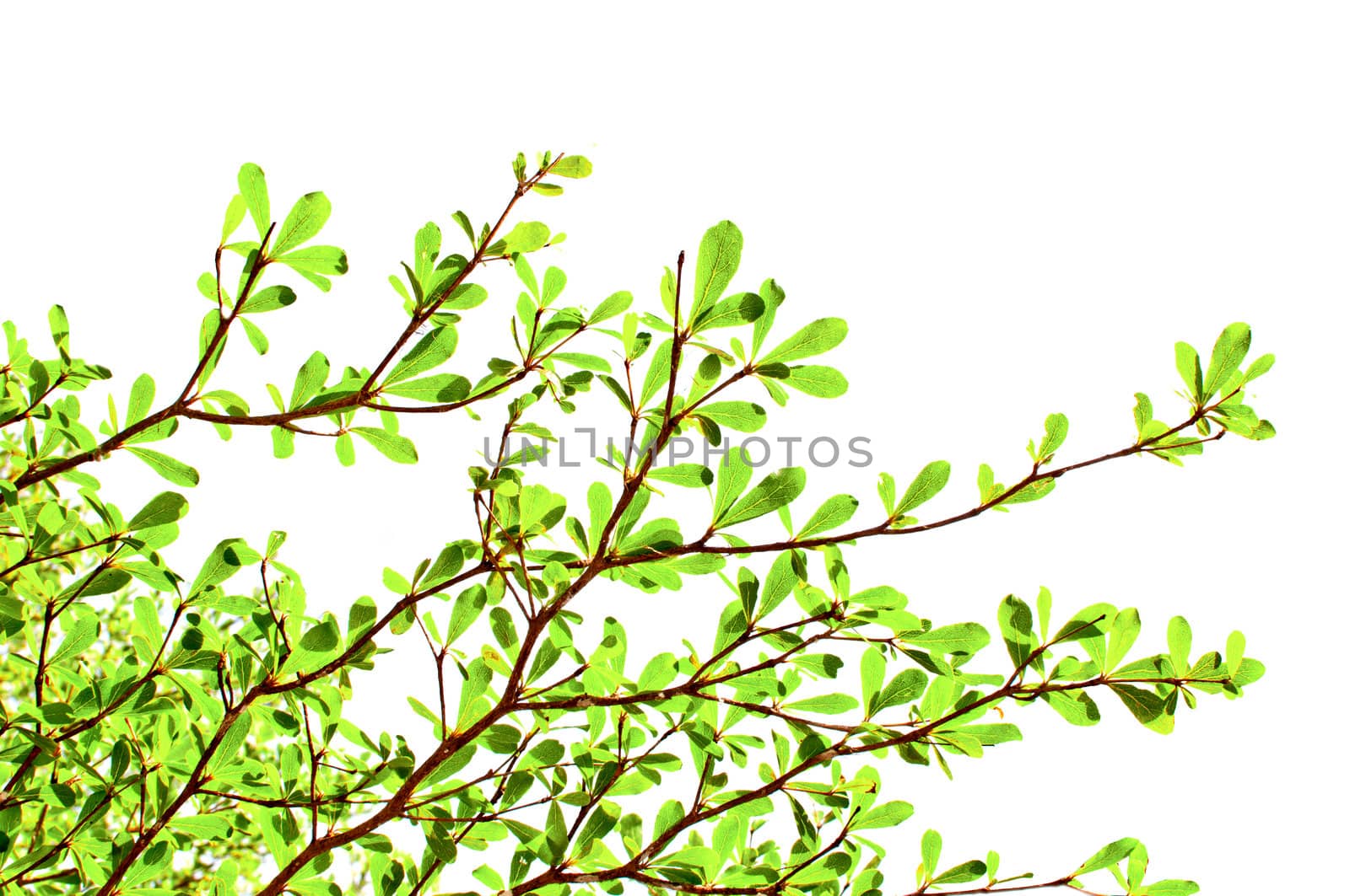 Green leaf on white background