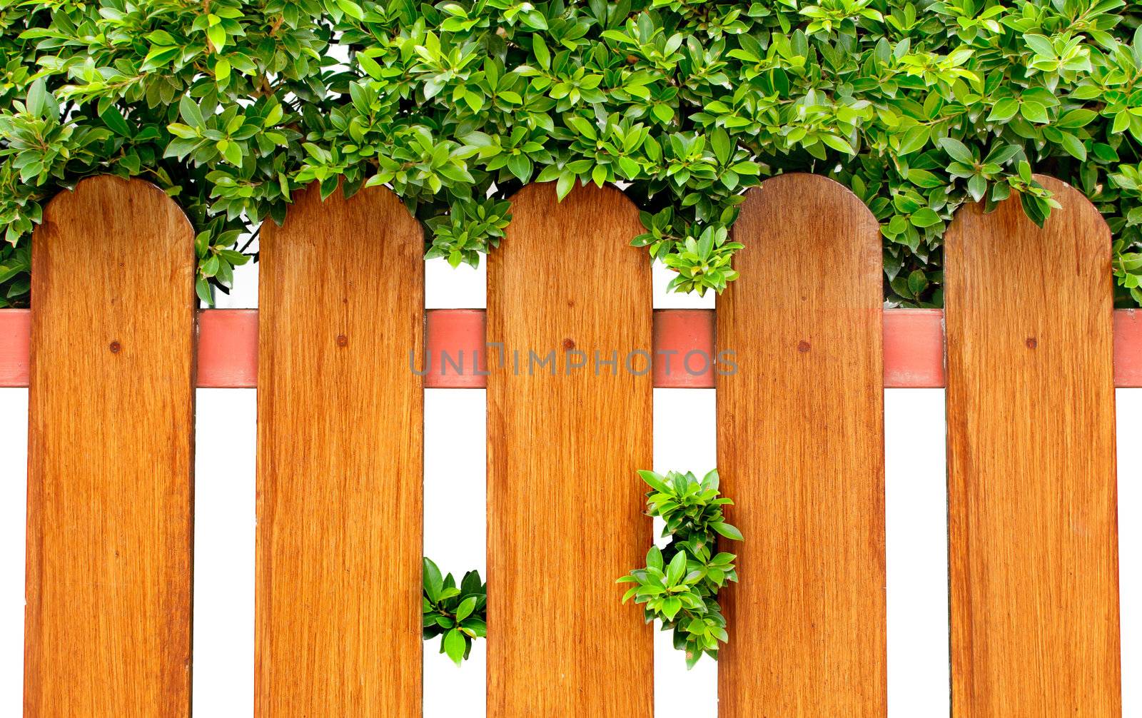 Wood fence and green bush background