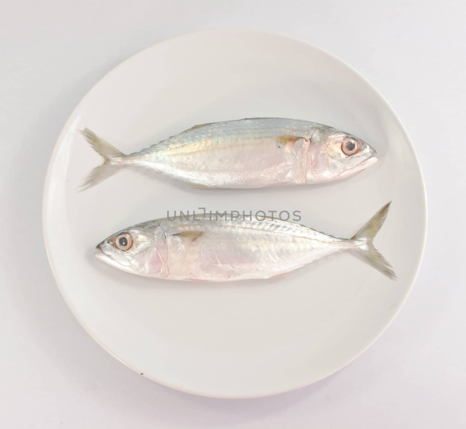 Two fish  on white plate on white background